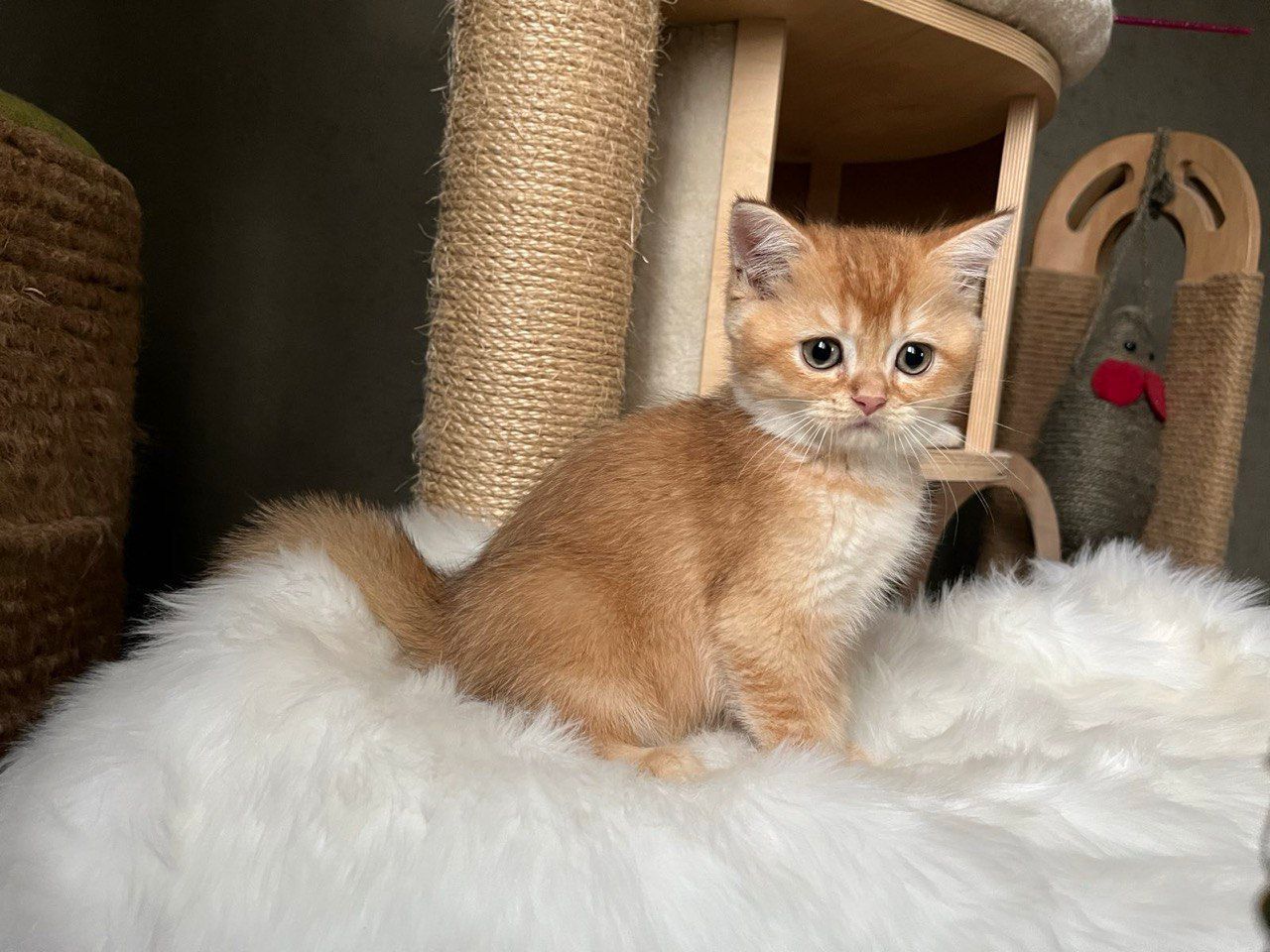 WhatsApp Image 2023-11-27 at 20.37.56