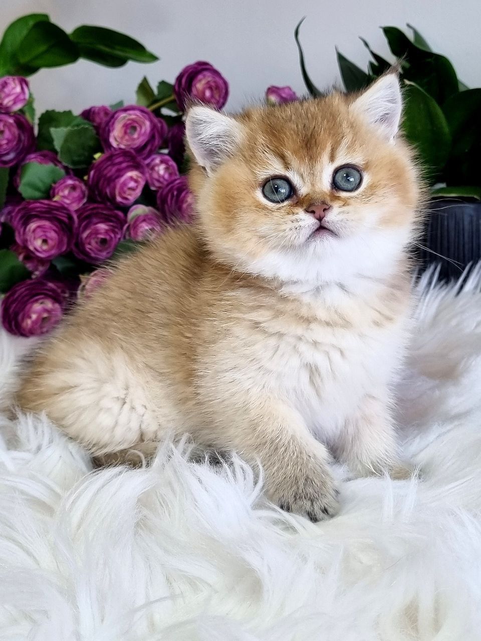 WhatsApp Image 2023-11-27 at 20.45.44