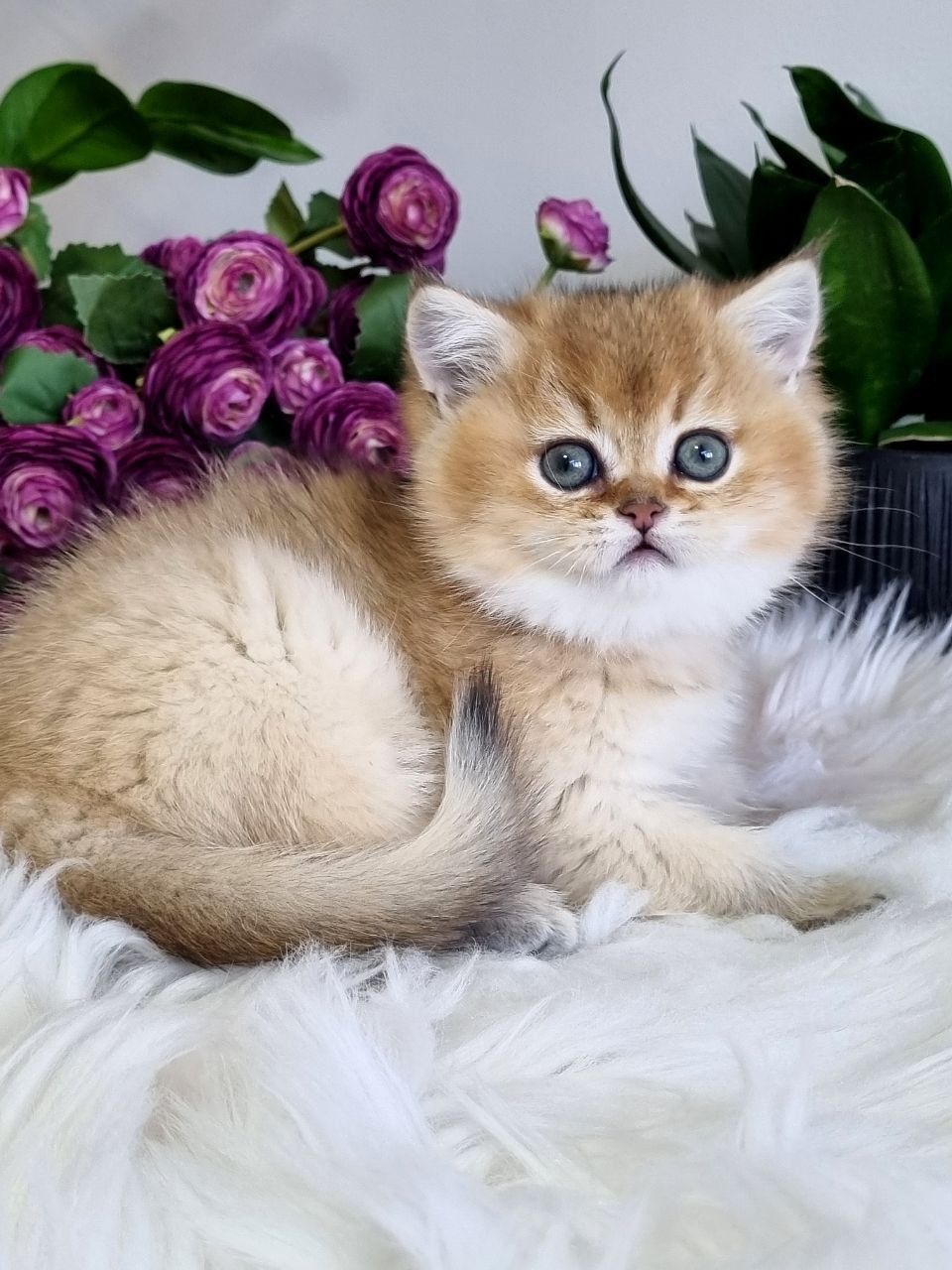 WhatsApp Image 2023-11-27 at 20.45.45