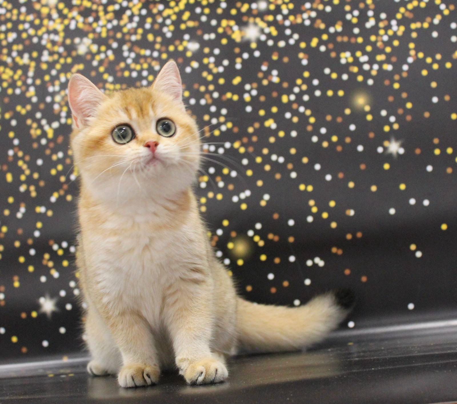 WhatsApp Image 2023-11-27 at 20.50.14