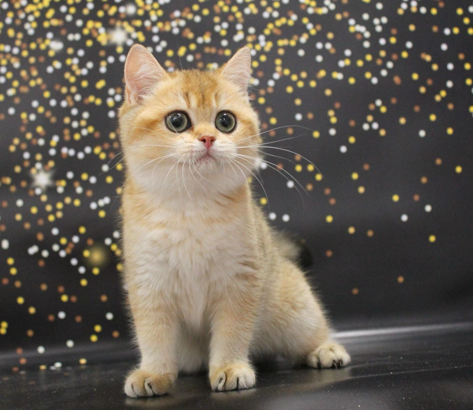 WhatsApp Image 2023-11-27 at 20.50.15