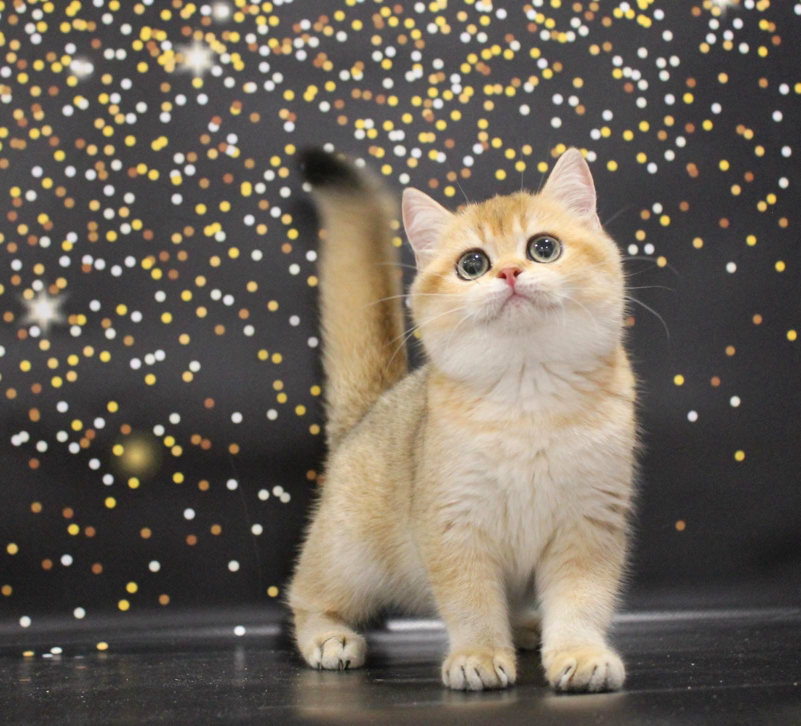 WhatsApp Image 2023-11-27 at 20.50.16