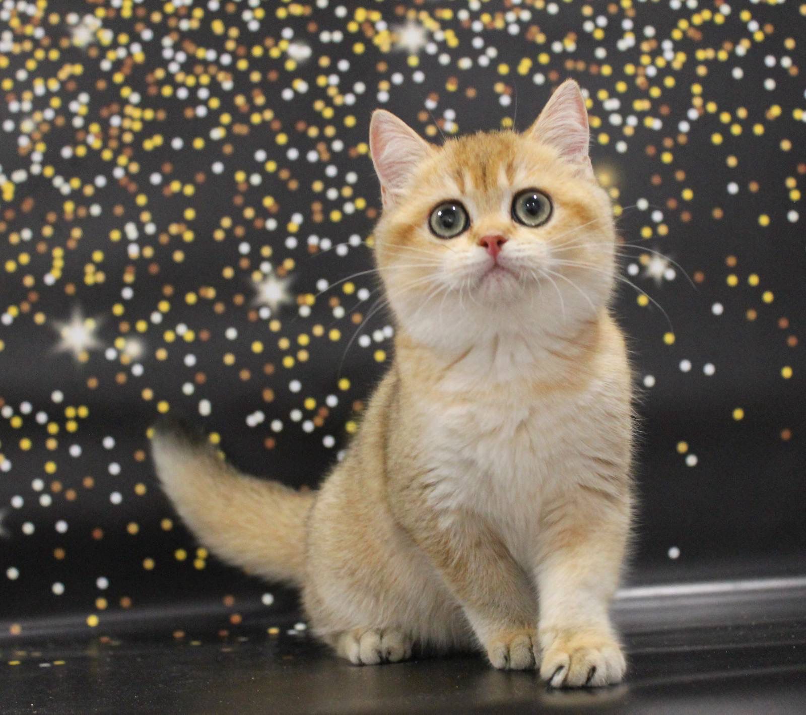 WhatsApp Image 2023-11-27 at 20.50.18