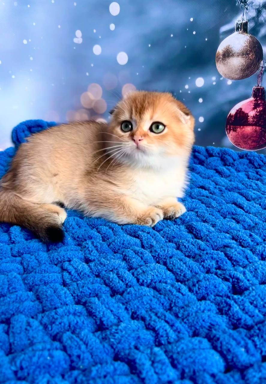 WhatsApp Image 2023-11-27 at 20.51.44