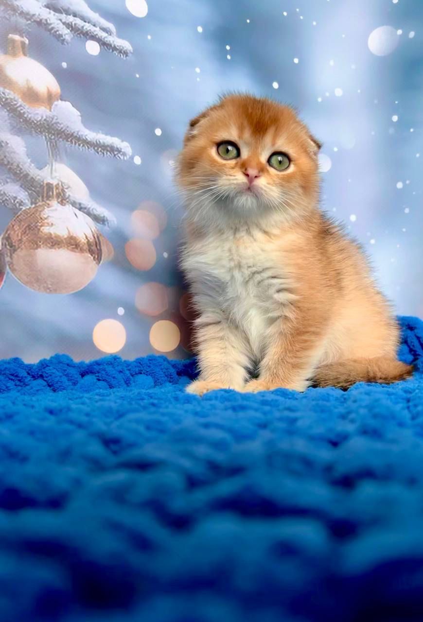 WhatsApp Image 2023-11-27 at 20.51.45