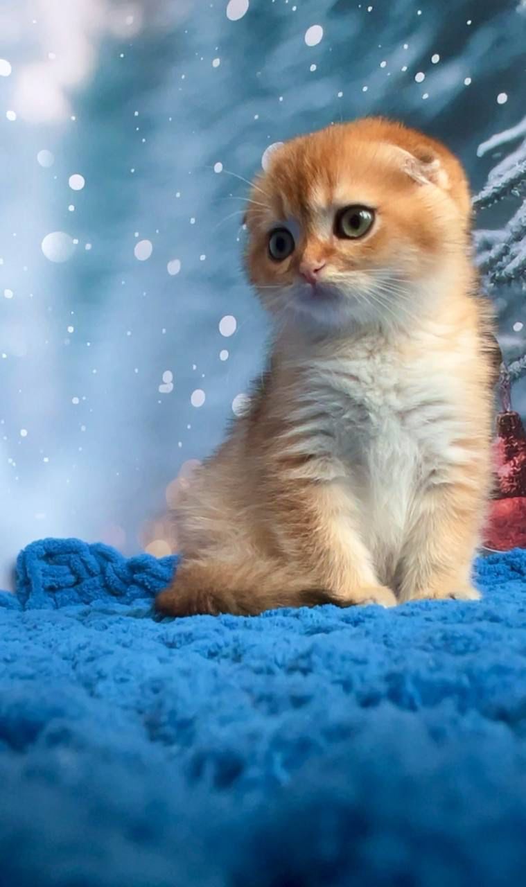 WhatsApp Image 2023-11-27 at 20.51.48 (1)