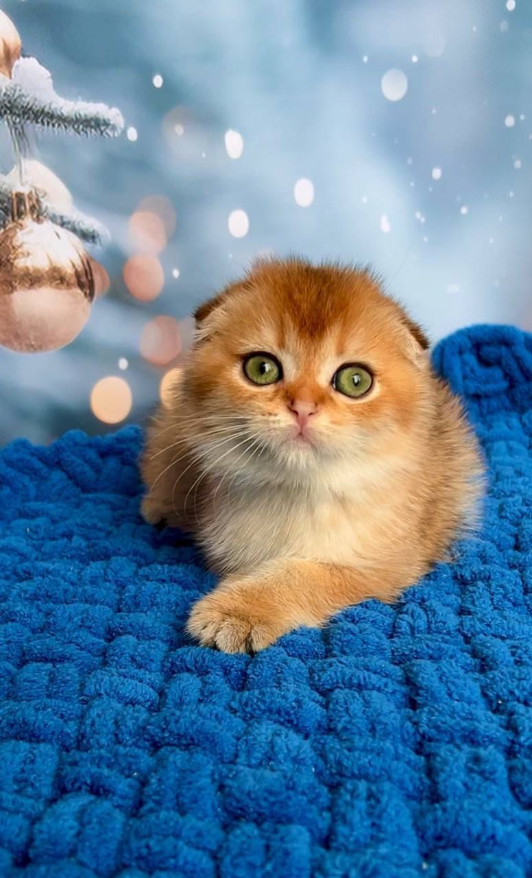 WhatsApp Image 2023-11-27 at 20.51.48