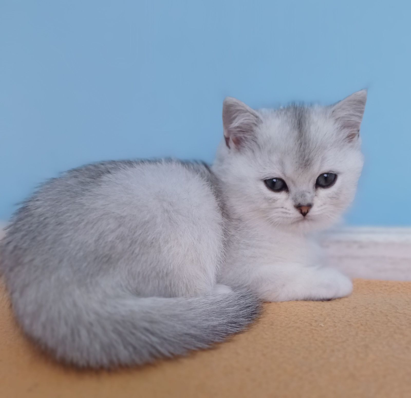 WhatsApp Image 2023-11-27 at 20.59.46