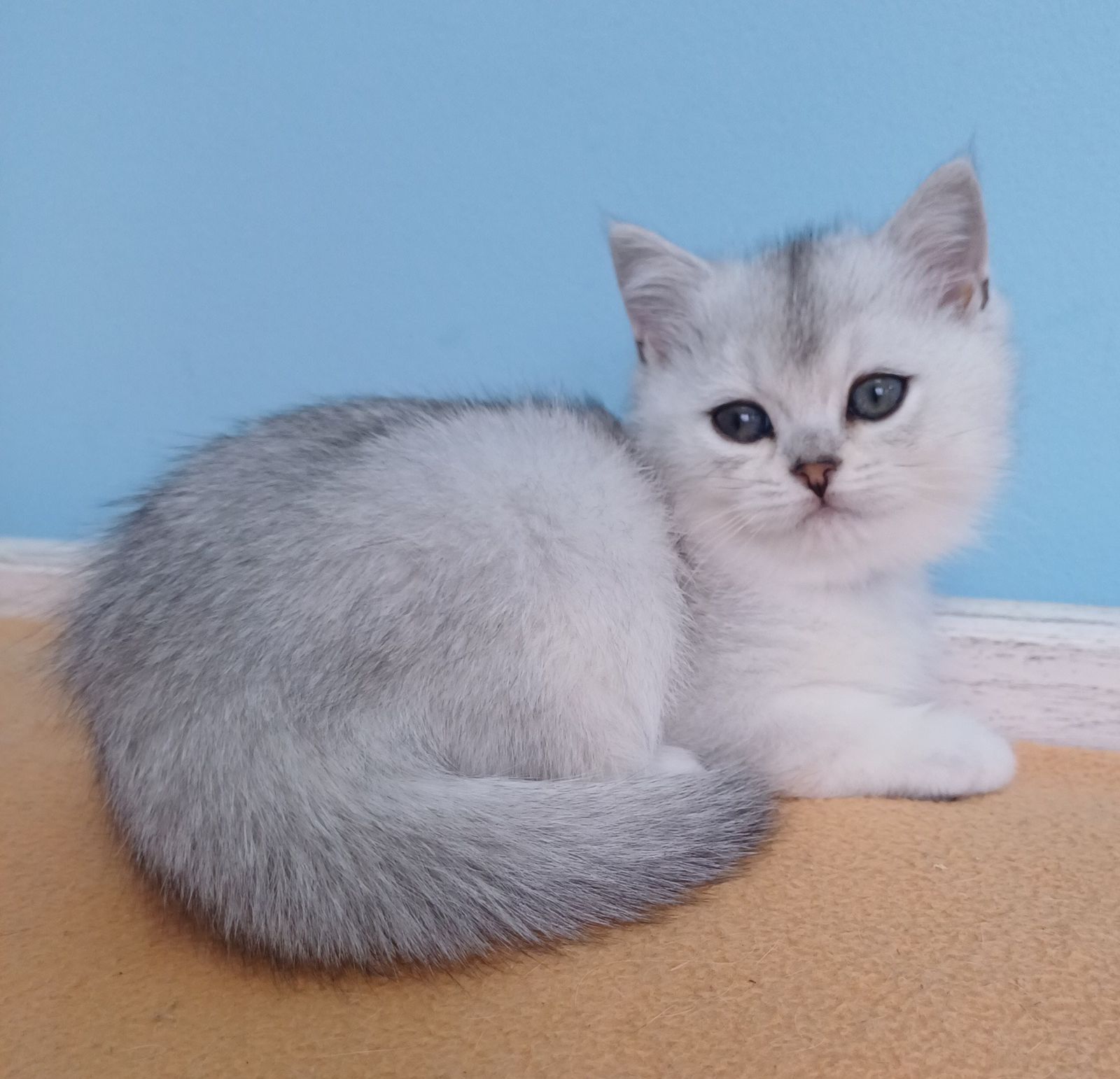 WhatsApp Image 2023-11-27 at 20.59.49