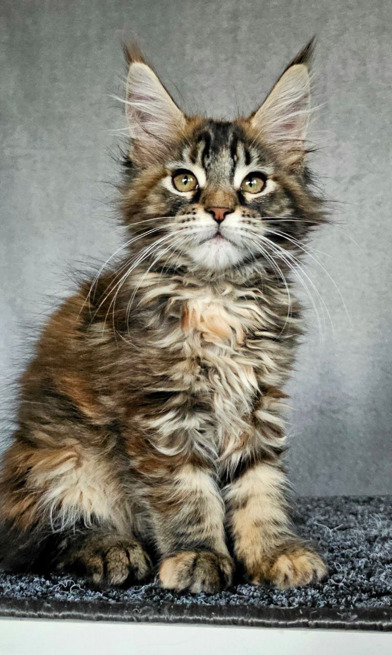 WhatsApp Image 2023-11-27 at 21.00.59 (1)