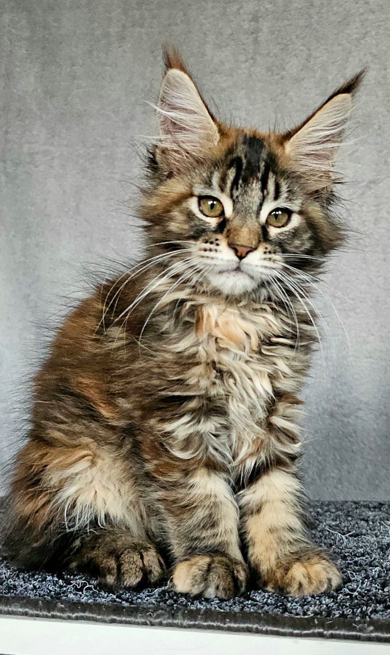 WhatsApp Image 2023-11-27 at 21.00.59