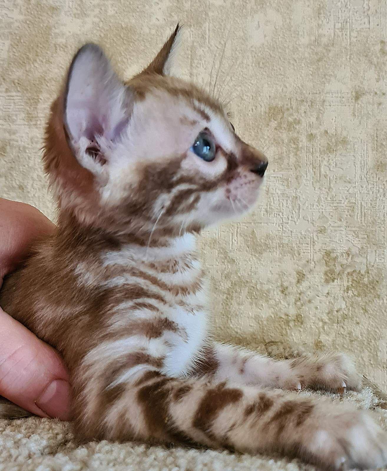 WhatsApp Image 2023-11-28 at 21.27.33 (1)