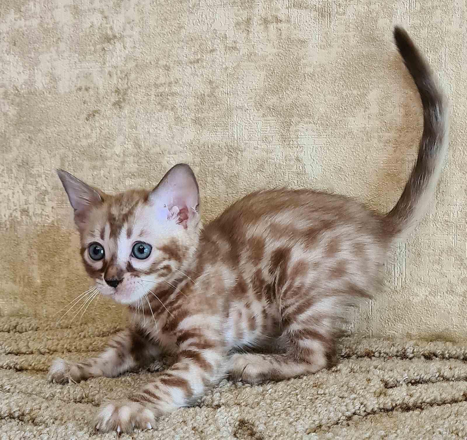 WhatsApp Image 2023-11-28 at 21.27.33