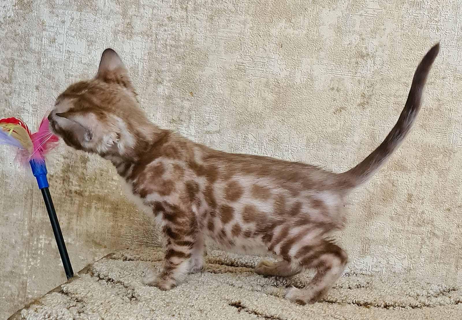 WhatsApp Image 2023-11-28 at 21.27.34