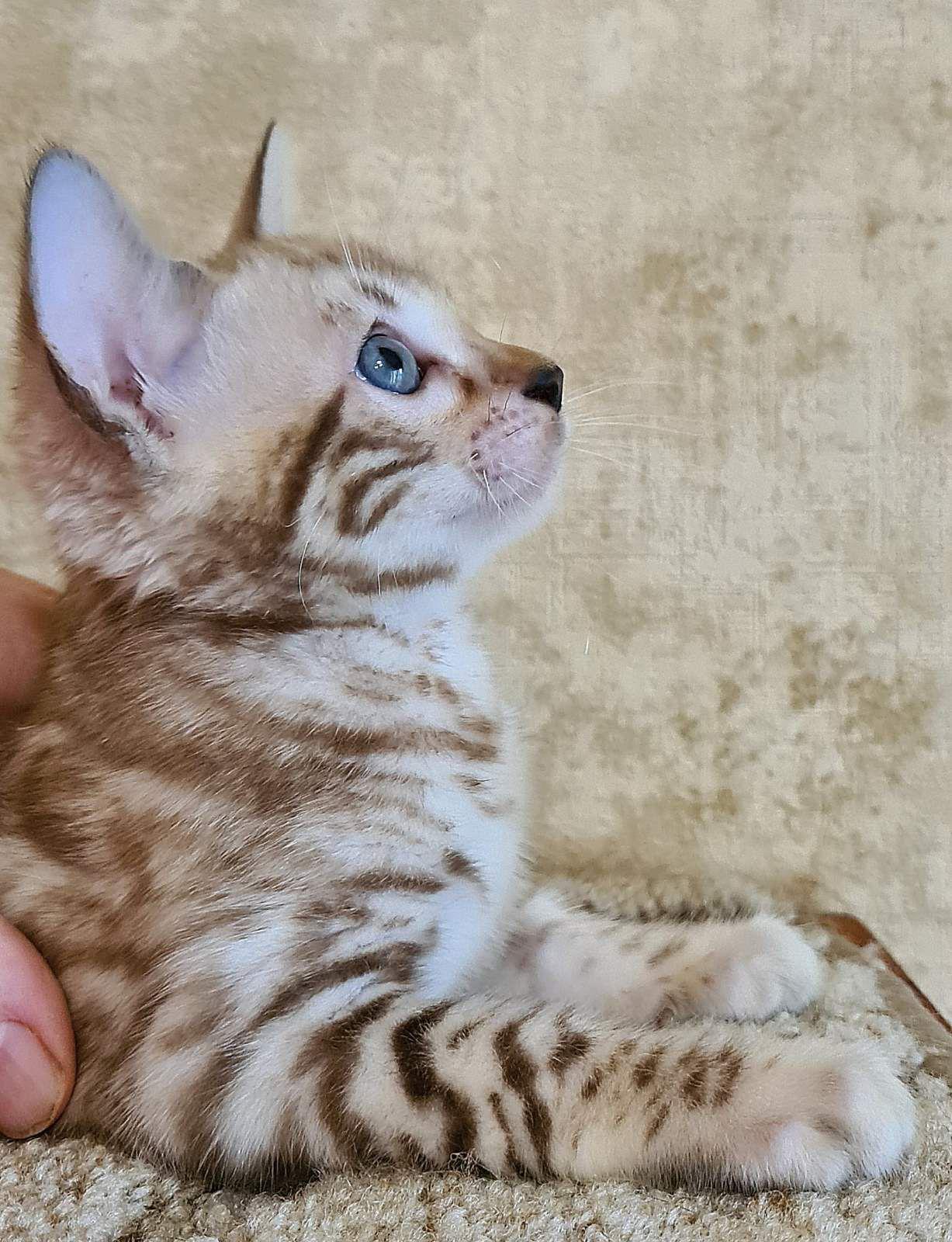 WhatsApp Image 2023-11-28 at 21.28.26 (1)