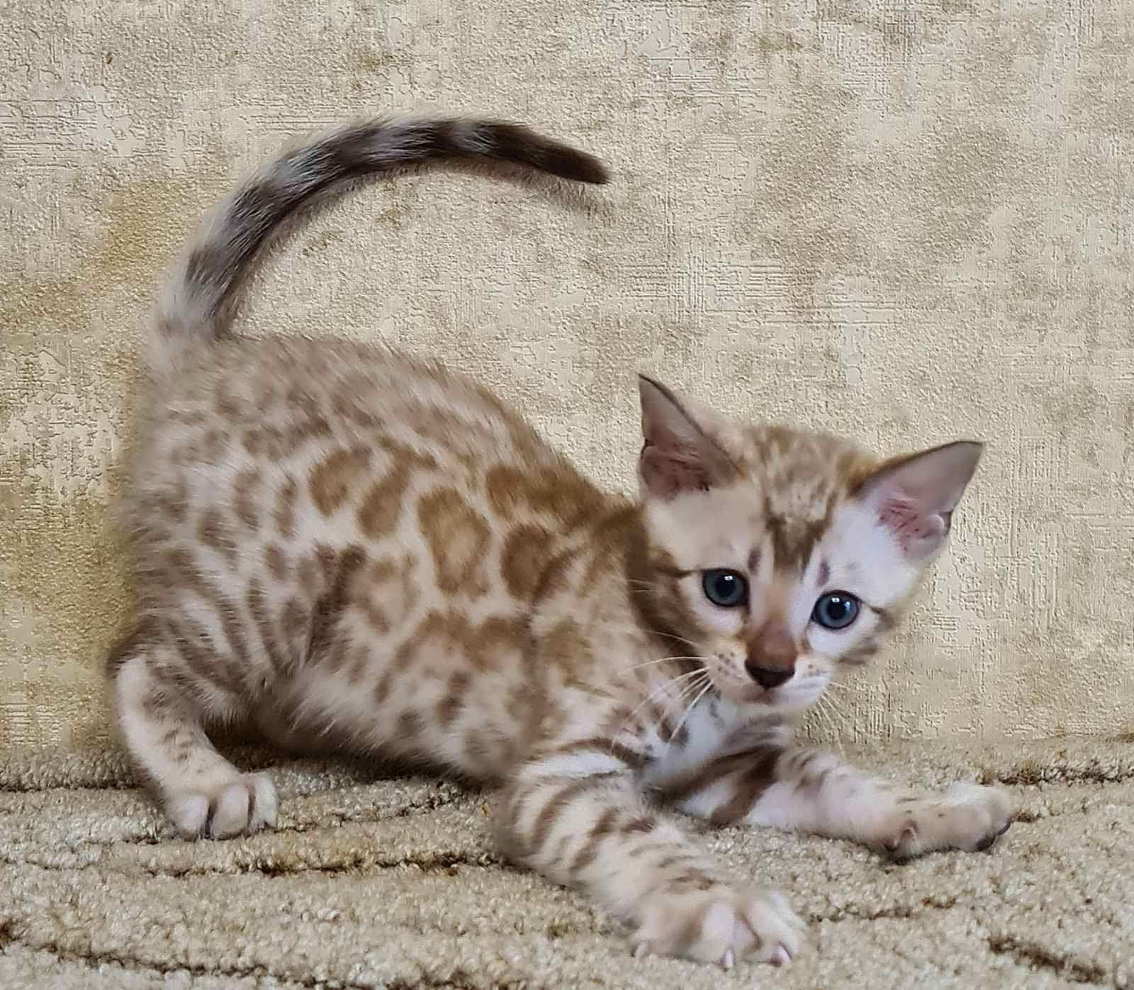 WhatsApp Image 2023-11-28 at 21.28.26 (2)