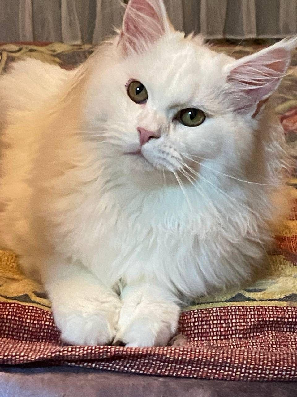 a1c40452-1b2c-4672-8cde-61332dc179c6