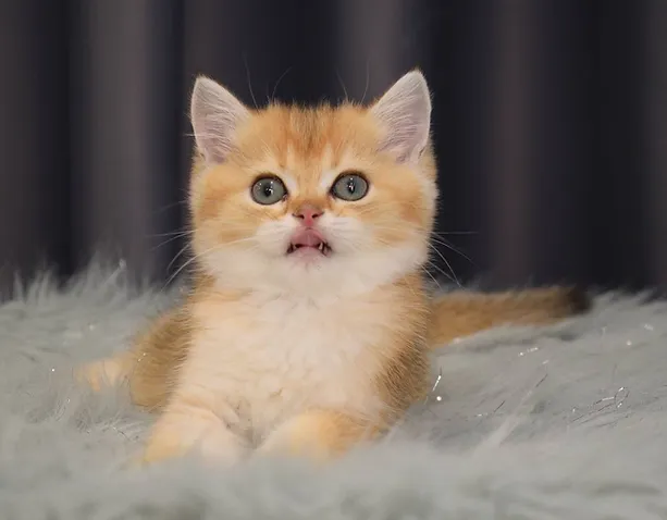 a7f928_08c264dc17a745b6a59f450b93477357~mv2