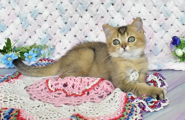 a7f928_0a0618cd036941f9b9ca03323c3ea990~mv2