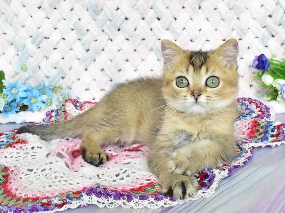 a7f928_0a2cbdca617d402b92e8d8aa6eb0affc~mv2