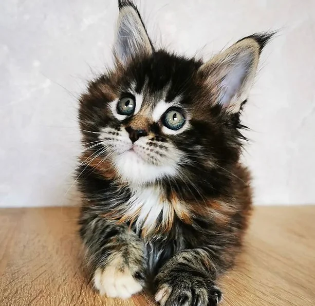 a7f928_0ed46ce9a5574b9ab7e0d1ccdbfa3ddb~mv2