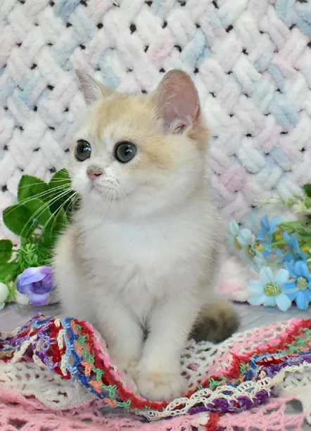 a7f928_10c46e2d1cc94990bed520f66f4fd7bf~mv2