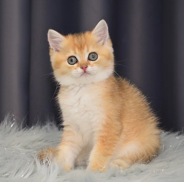 a7f928_12b6df07c8874c35b246753e0e30f8a3~mv2