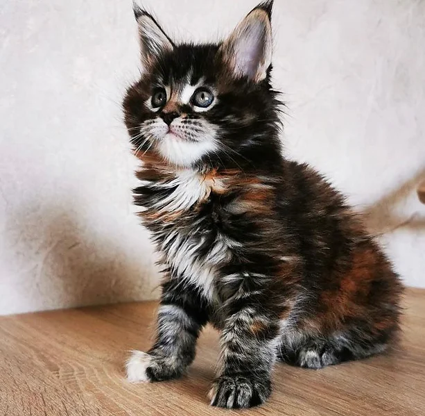 a7f928_192b942946e34c139ad840dffb5c312e~mv2