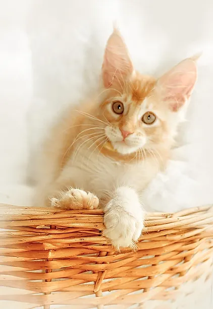 a7f928_1a0d8c547b9343b398ed2e15a6d49669~mv2