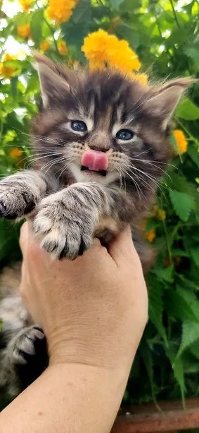 a7f928_1c471f2d3e1447caafa8e2e90491980f~mv2