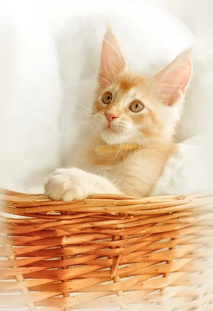 a7f928_1d9069bc6c8f40199dcf88d02b4d6ed7~mv2