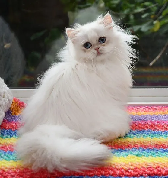 a7f928_1e6bd6f01dcd4d1492a9b96bc3b70721~mv2