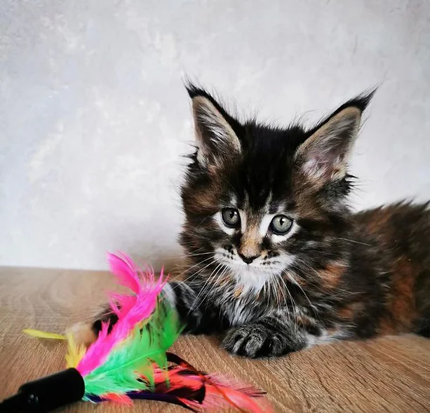 a7f928_1e8e1fcb9c5a40e282ee2adbdf4619ad~mv2