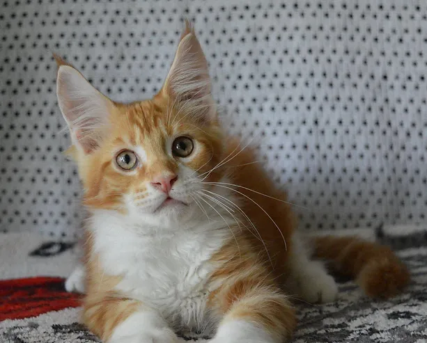 a7f928_275867573e0a431b91a893bd76fea500~mv2