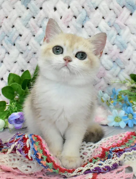 a7f928_29a68b8cad8f45c29b061cbfe2fd46b1~mv2