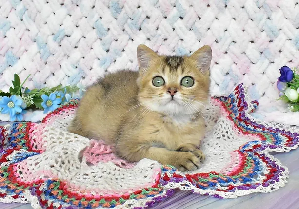 a7f928_29bc6f58989444eb96ce40e0a7ba70dc~mv2