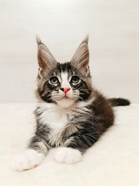 a7f928_356ecef4089d49b497593e4bff432b27~mv2