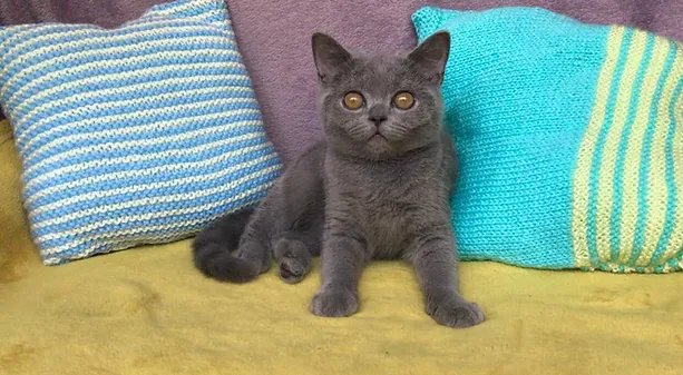 a7f928_35bbad2ad74d4b8ca1dd81f06cb2766c~mv2