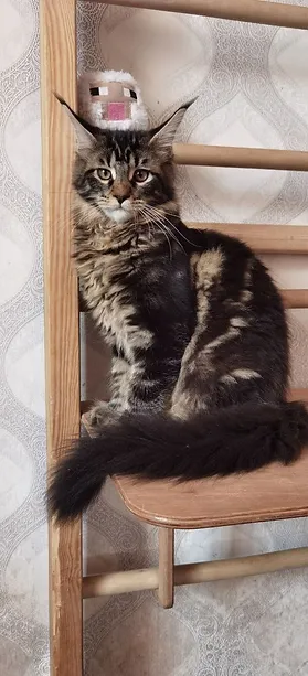 a7f928_3aadf6ee11b64eb489b9d389449aaebf~mv2