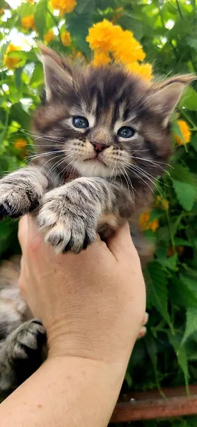 a7f928_3c048c20631e4879ad24546bb9e1c617~mv2