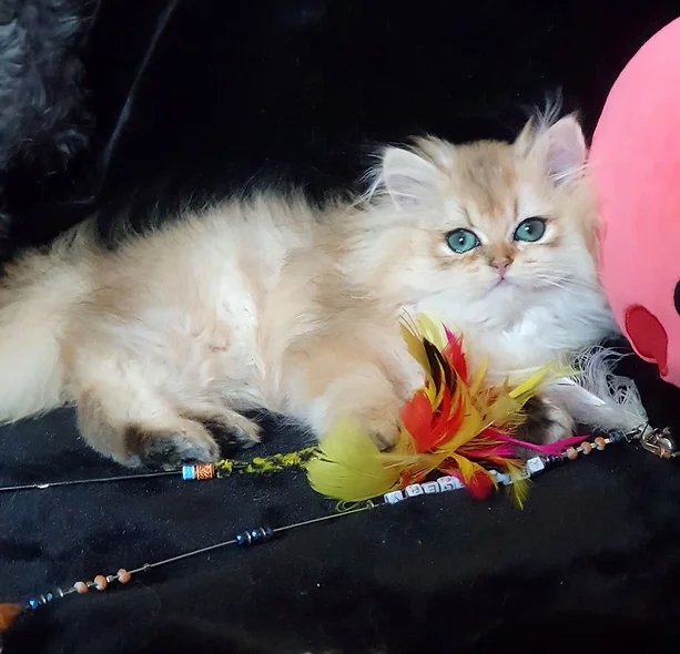 a7f928_3d9347a0fe4b44e19a33c65b402eaa6b~mv2