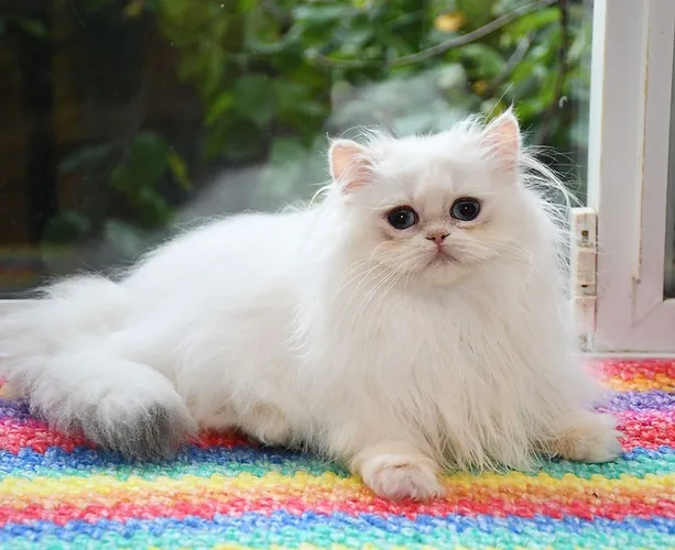 a7f928_43ef4e80254c4bab90f1fade96cb3846~mv2