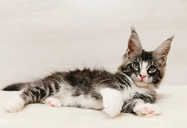 a7f928_473487441f4147868b8721d68657ae6a~mv2