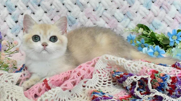 a7f928_48a7538f292c43a2bd70416a325ef7ad~mv2