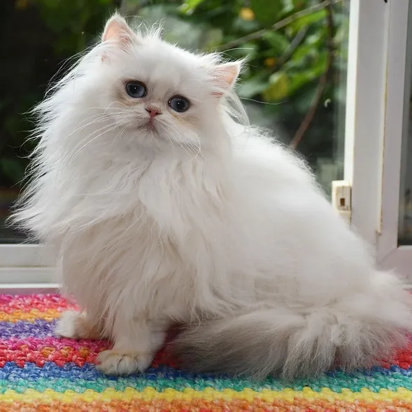 a7f928_4a3fbaa971e745adb7aa0a1ff33d4ee8~mv2