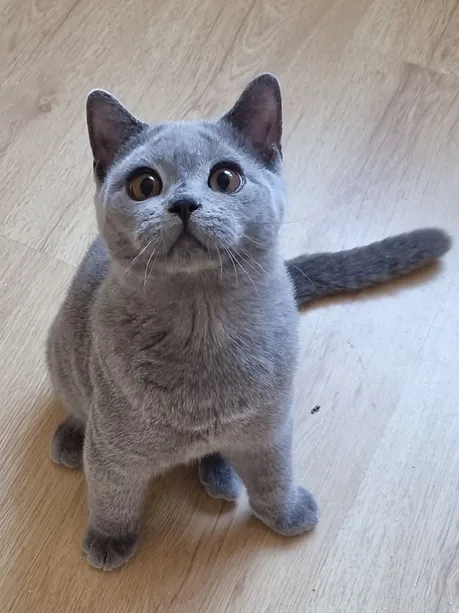 a7f928_4d3e0fb0c6db48a8bde8c23d67c13804~mv2