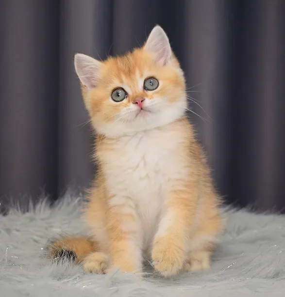 a7f928_54ee015852b84bf1a82a8f80cd0dc37d~mv2