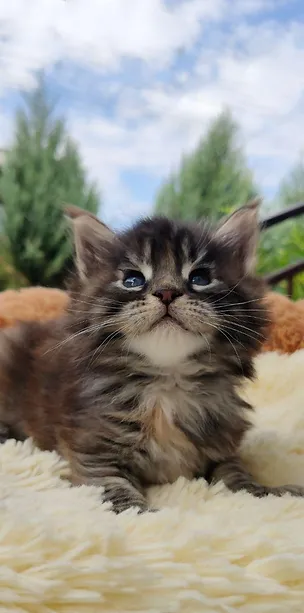 a7f928_65d860d99156478c96882ea53f1896fd~mv2