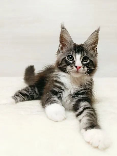 a7f928_68def189a37e4137894fe829b6e1b4c7~mv2