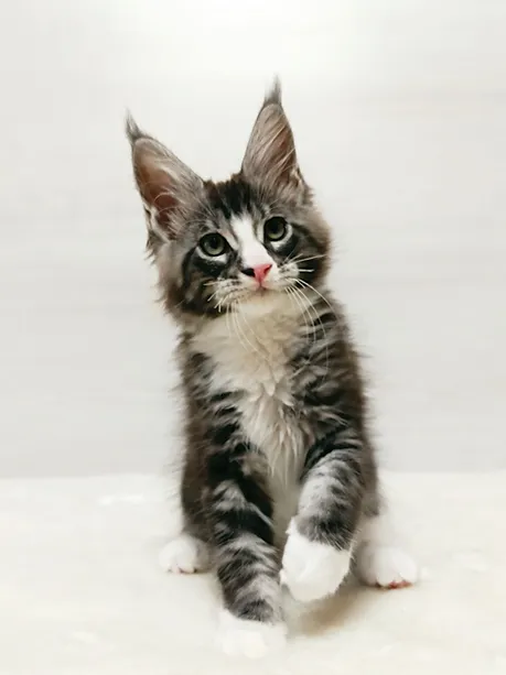 a7f928_78299fbe4421468784dcdd7793b6aadd~mv2